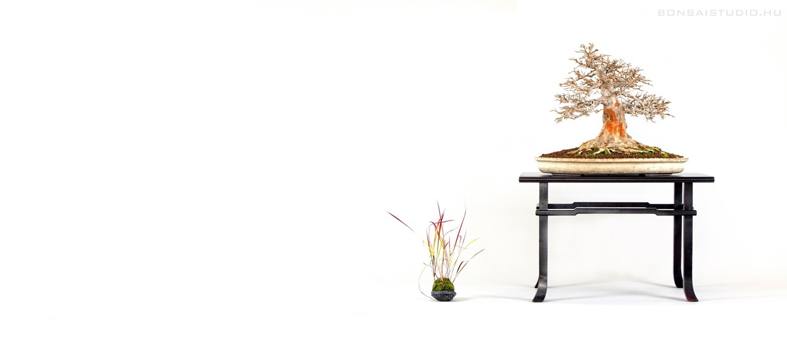 2 bonsai es suiseki mustra bonsaj es suiseki kiallitas meghivo